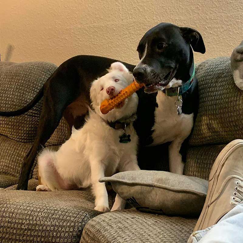 man wakes up blind deaf dog without scaring