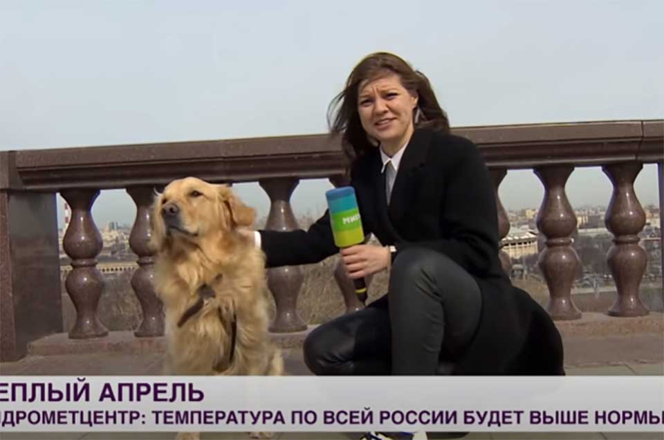 playful dog steals microphone reporter live broadcast