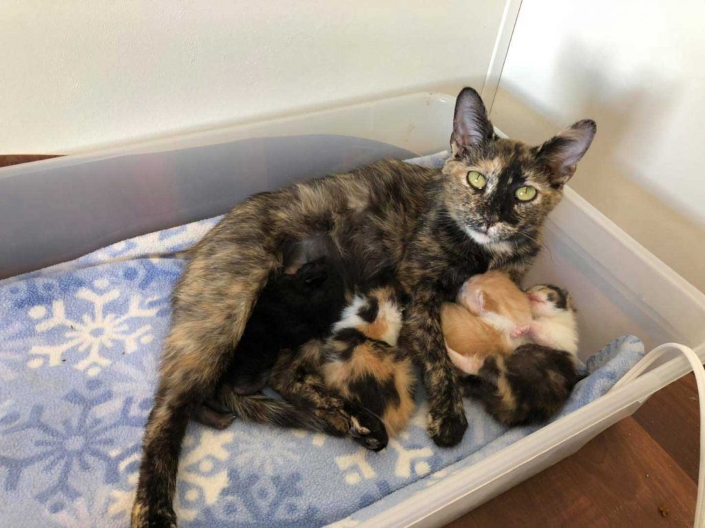 pregnant cat protected cold find safe place give birth