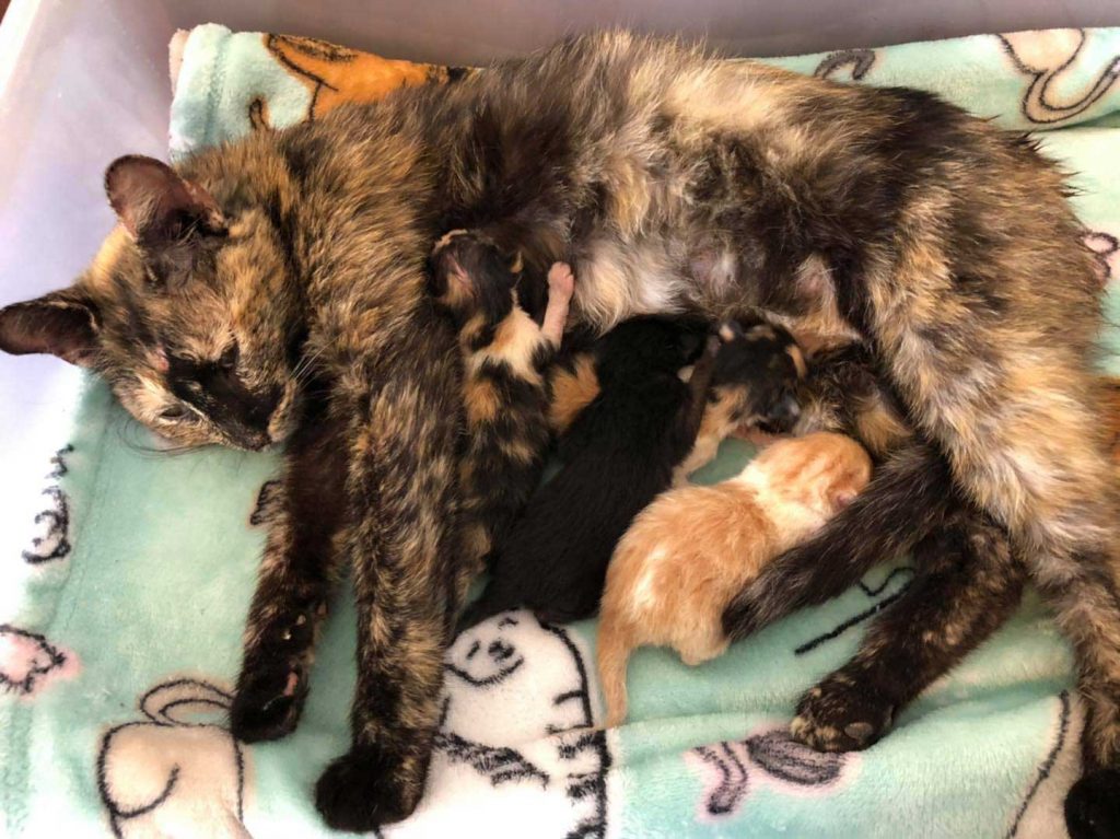 pregnant cat protected cold find safe place give birth