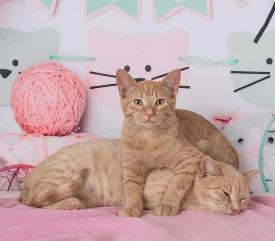 pregnant homeless cat regains love kittens