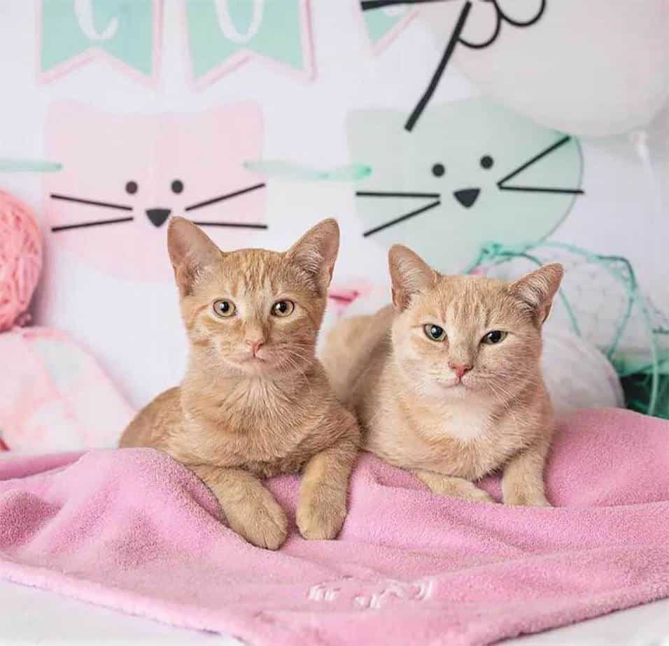 pregnant homeless cat regains love kittens