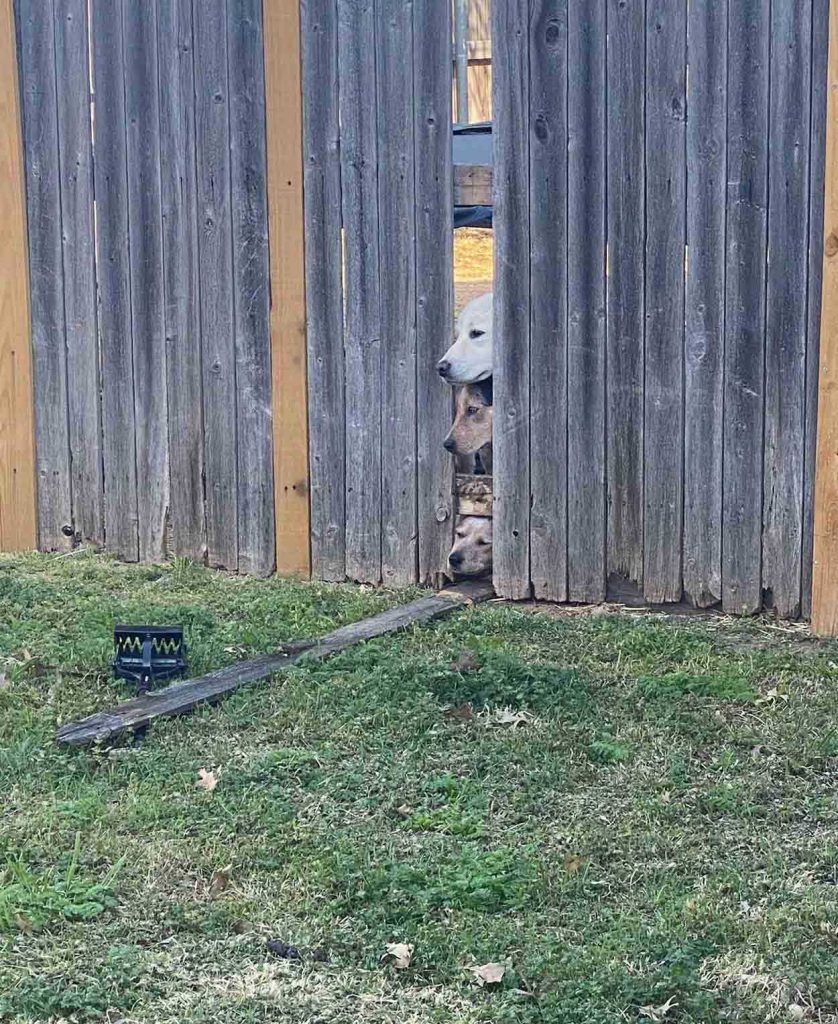 puppy caught orchestrating escape