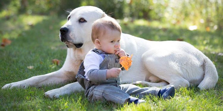 Best Dog For Your Kids And Family
