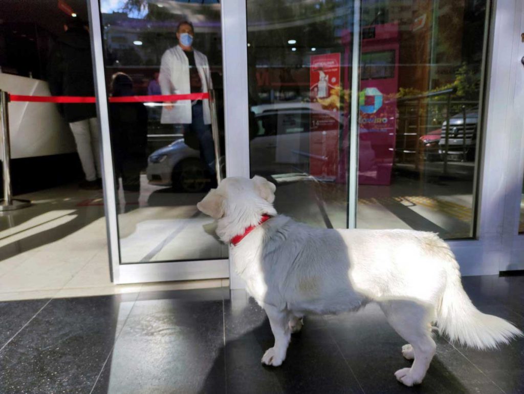 Boncuk Faithful dog Stay Hospital Days Waiting Sick Owner
