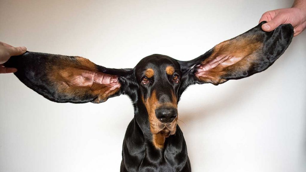 Dog Breaks Guinness World Record Longest Ears