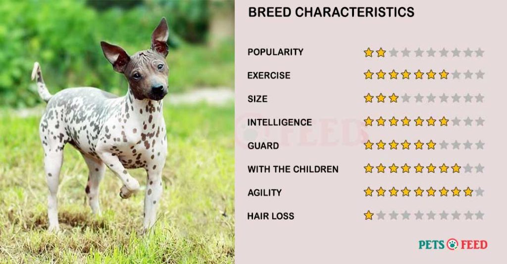 Dog-characteristics-American-Hairless-Terrier