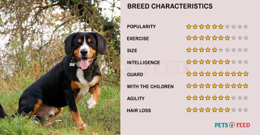 Dog-characteristics-Entlebucher-Mountain-Dog