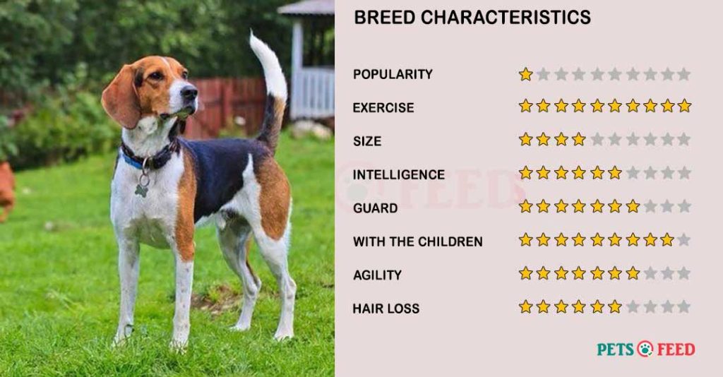 Dog-characteristics-Estonian-Hound