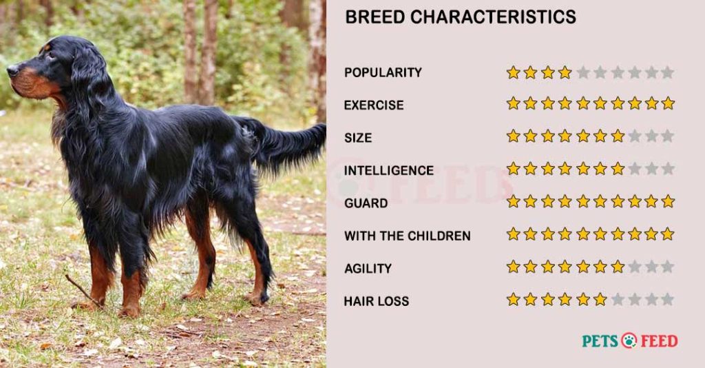 Dog-characteristics-Gordon-Setter