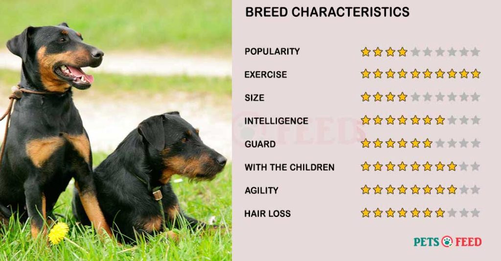 Dog-characteristics-Jagdterrier