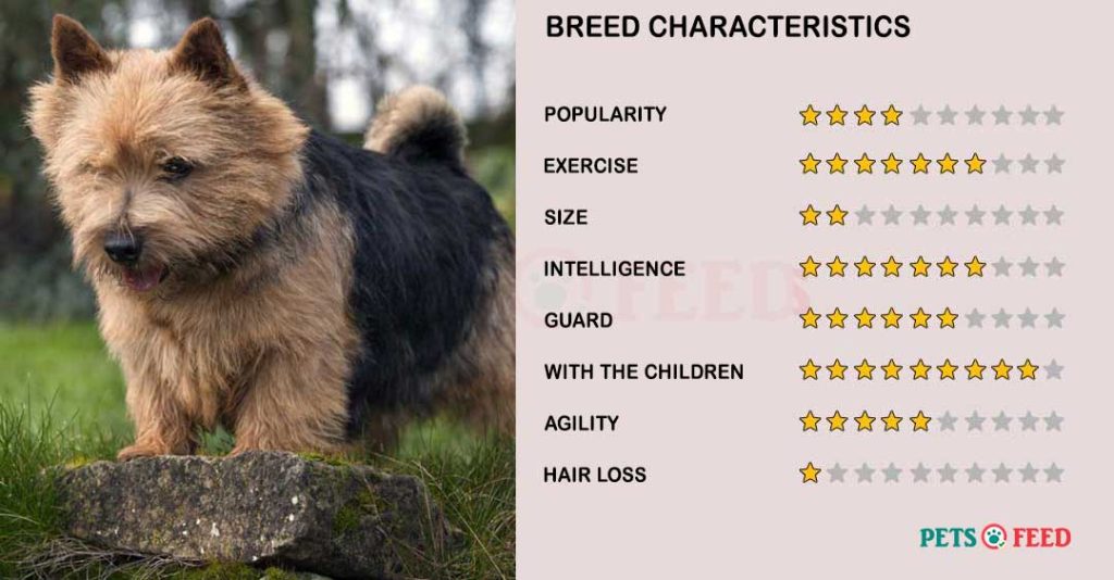 Dog-characteristics-Norwich-Terrier