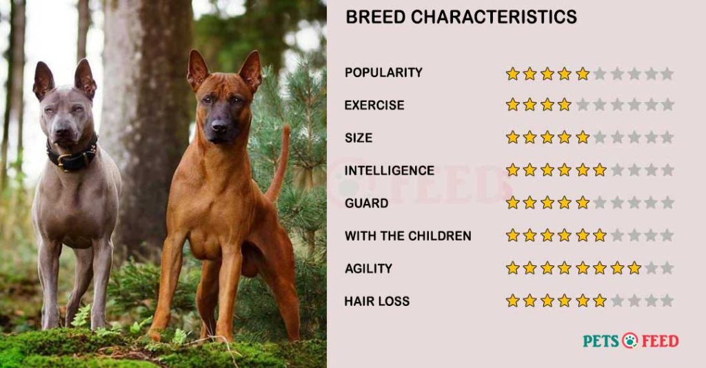 Dog-characteristics-Thai-Ridgeback