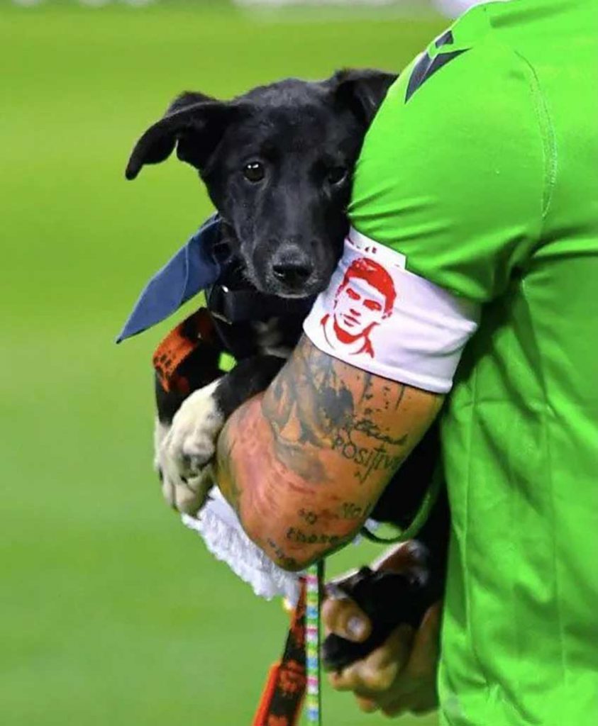 Romanian federation football dogs match adoption