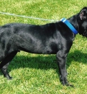 Size weight puppy Cane Corso month