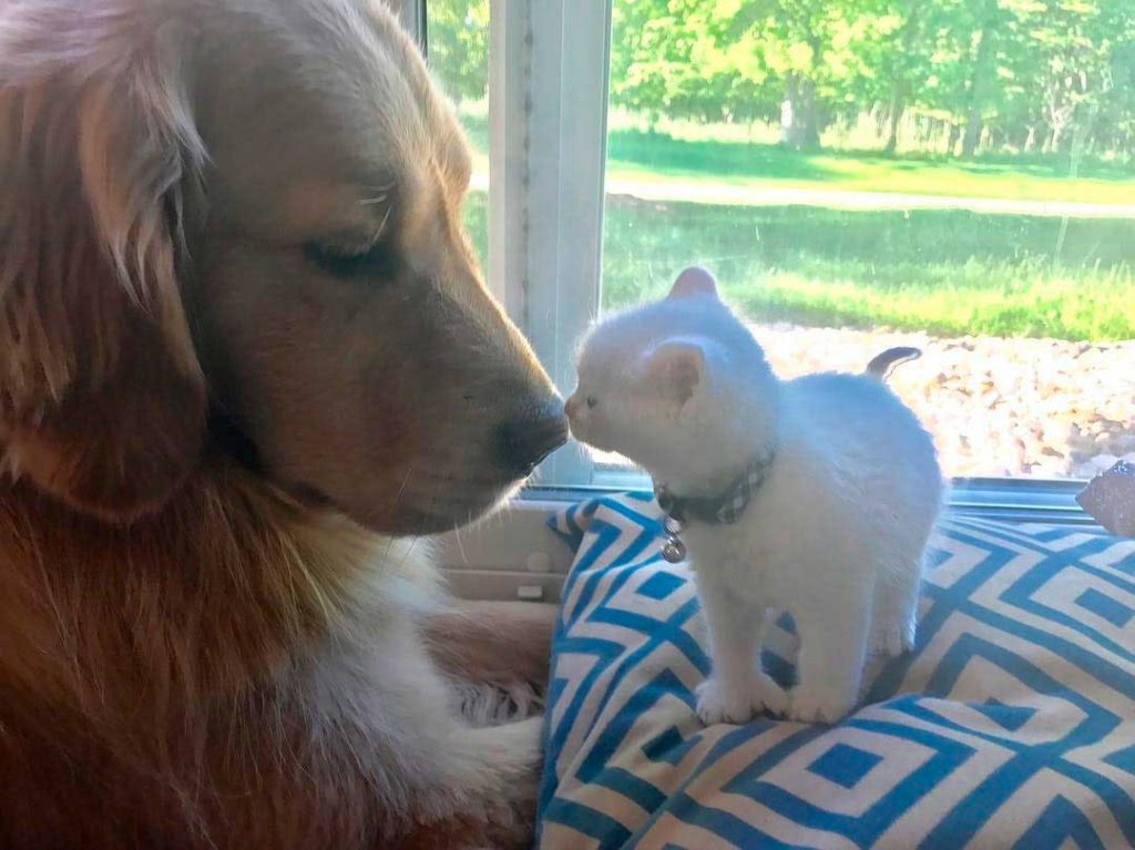abandoned kitten finds love dog