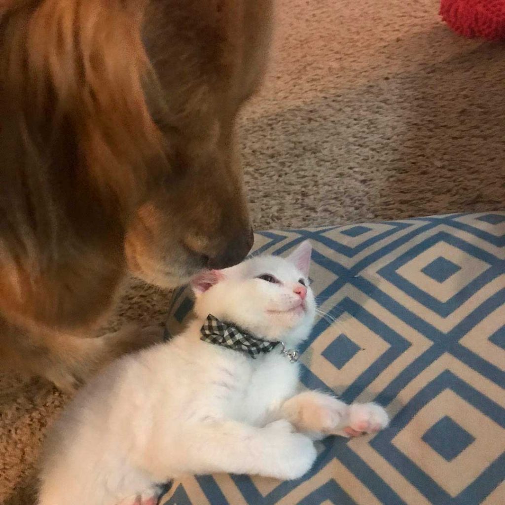abandoned kitten finds love dog