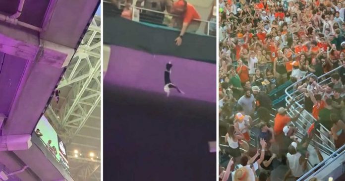 cat caught fans fall top level stadium