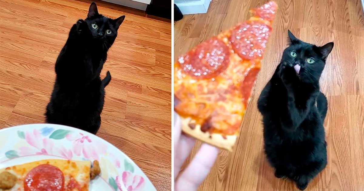cat learned to beg way melts people