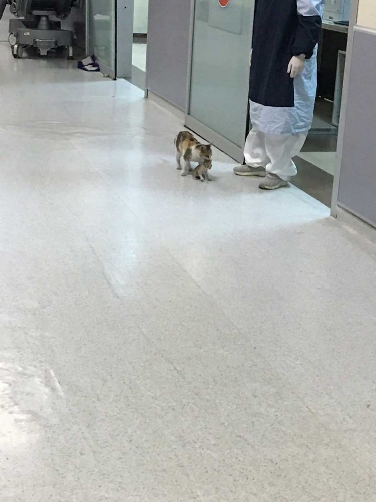 cat takes kitten hospital