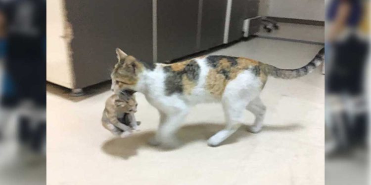 cat takes kitten hospital turkey