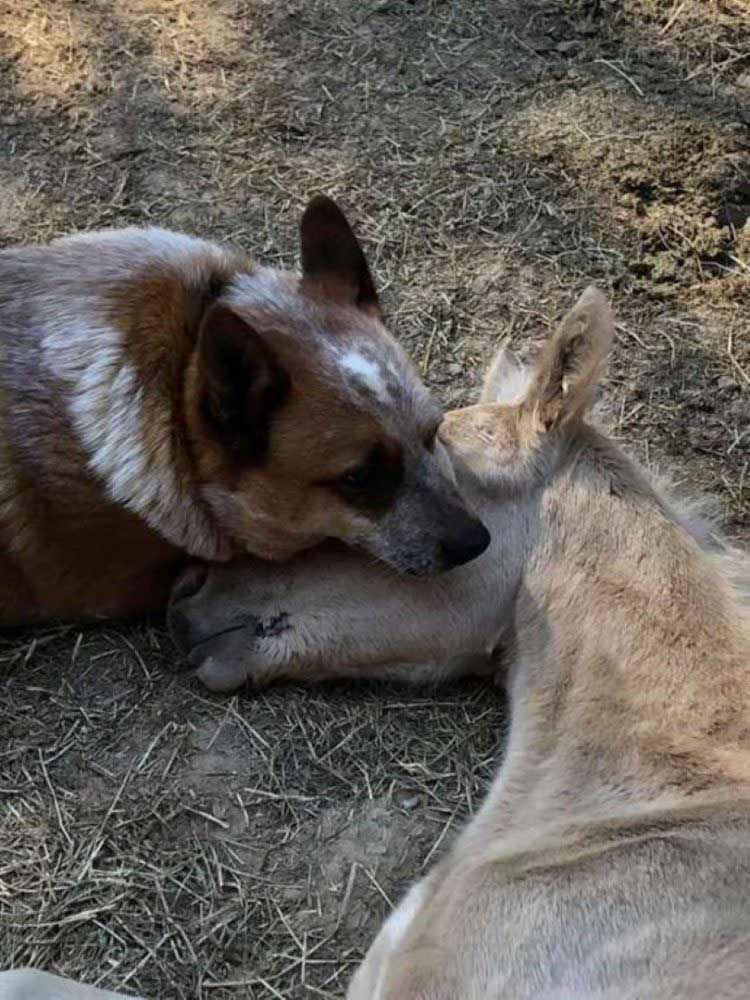 comforting dog orphan foal