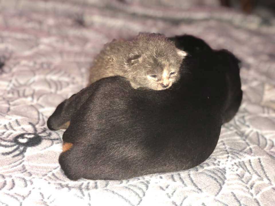 doberman takes care orphan kitten