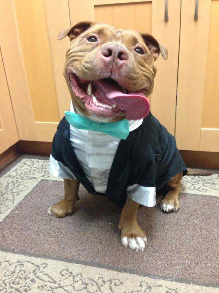 dog not stopped smiling has been adopted