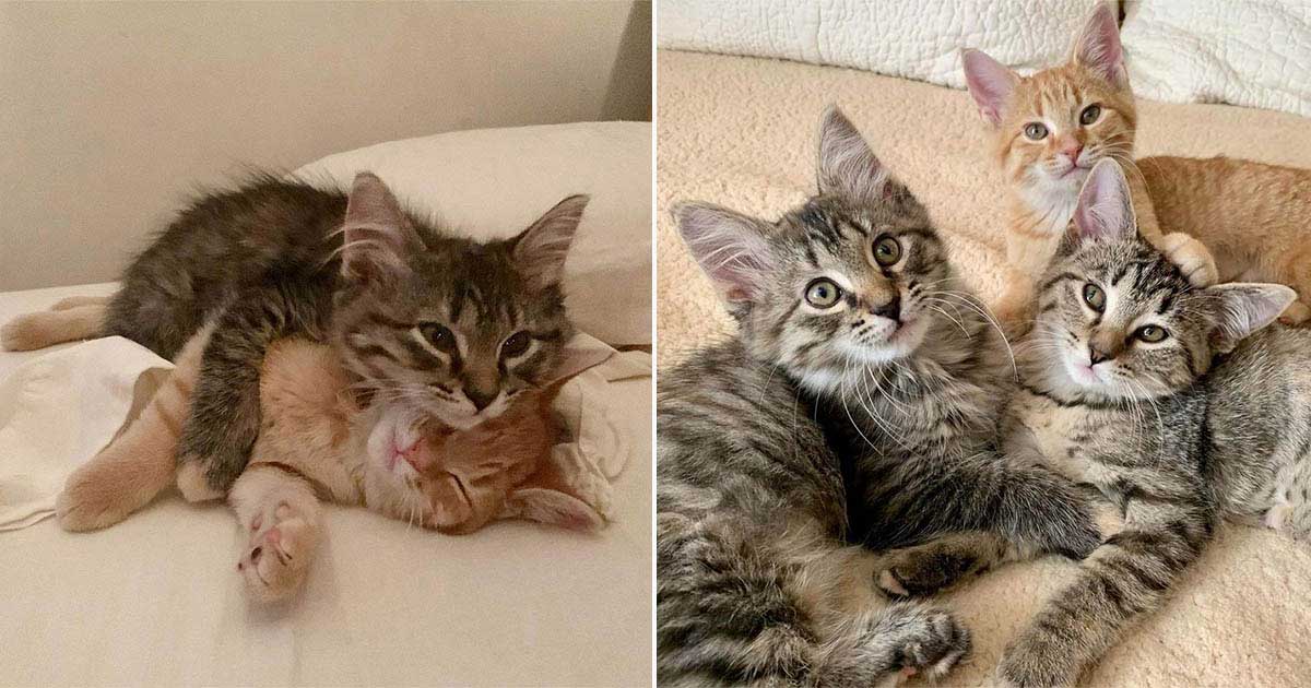 family wanted to adopt two kittens takes third