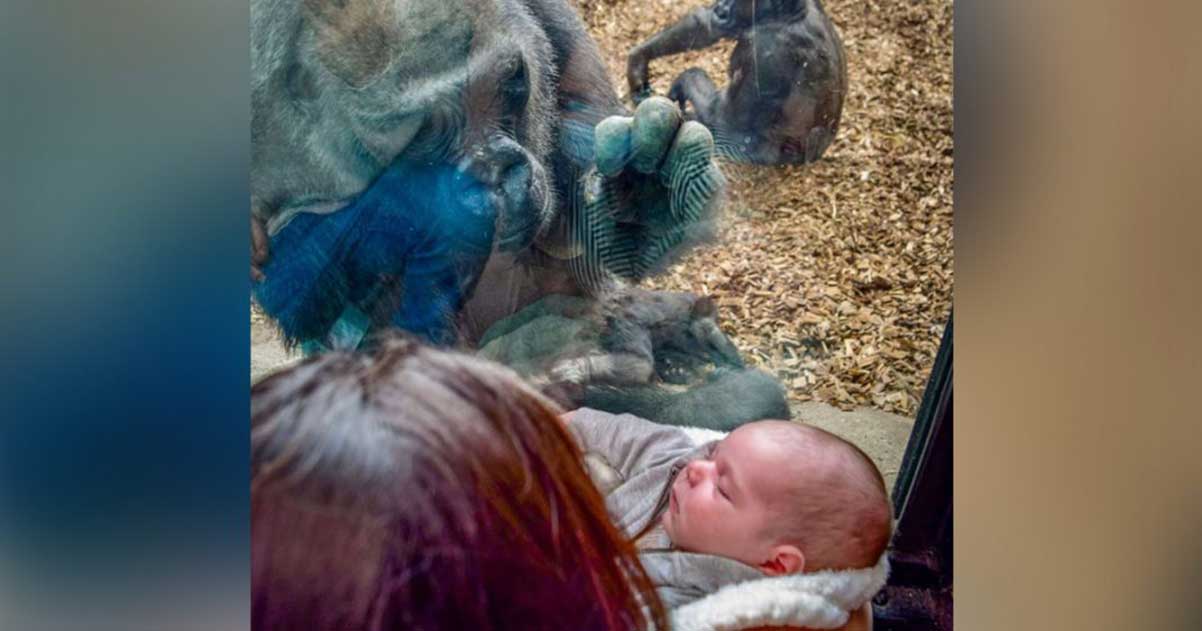 gorilla baby meets mother newborn