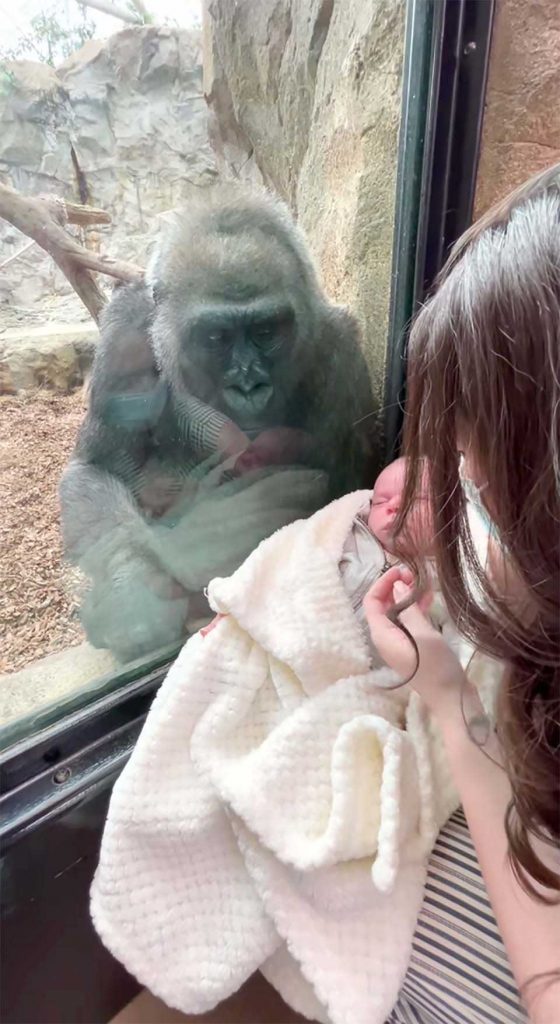gorilla baby meets mother newborn