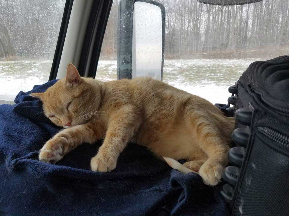 lonely trucker adopts stray cat