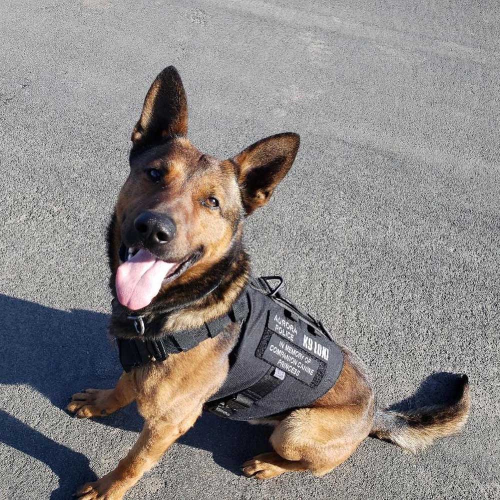 police dogs bulletproof vests boy