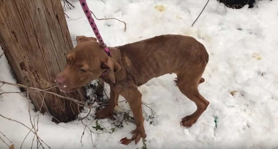 puppy found abandoned middle snow