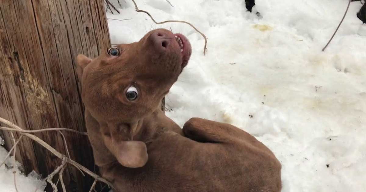 puppy found abandoned middle snow