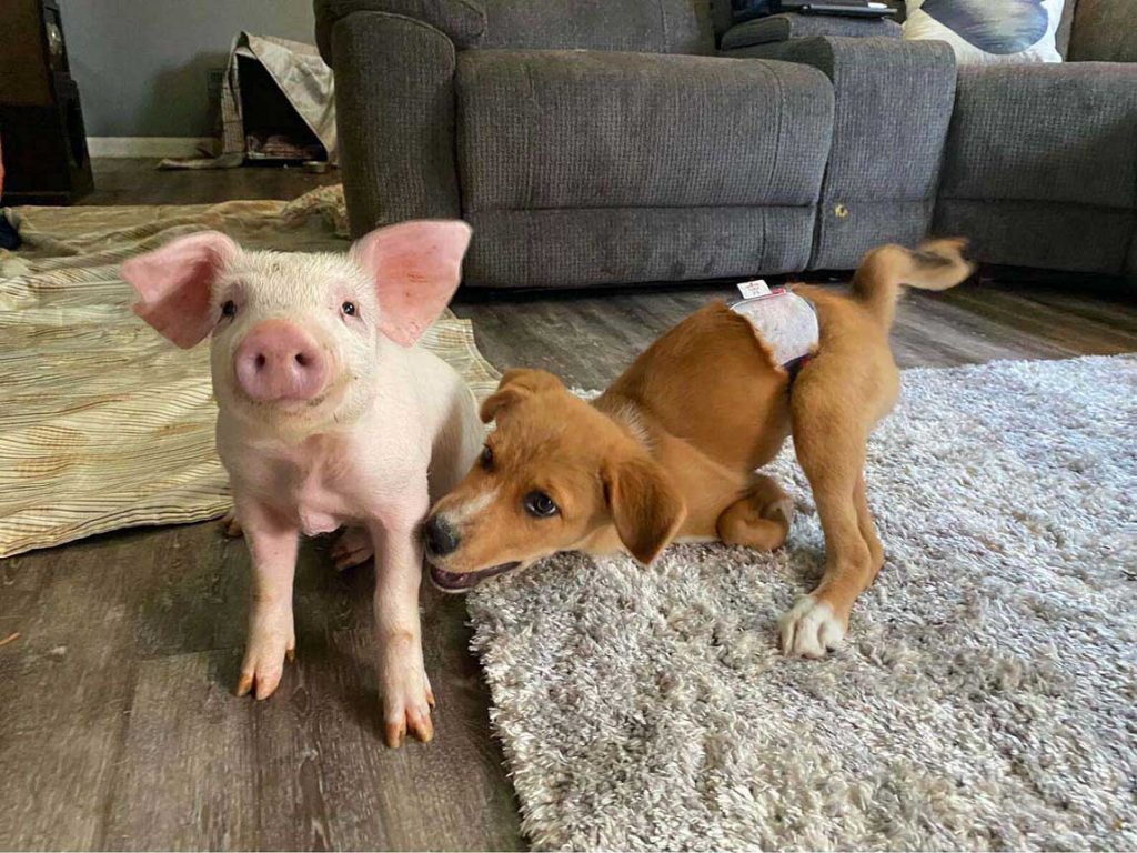 puppy pig special needs best friends