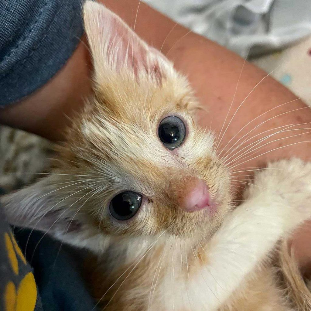 rescued kitten friend cat family constant hugs