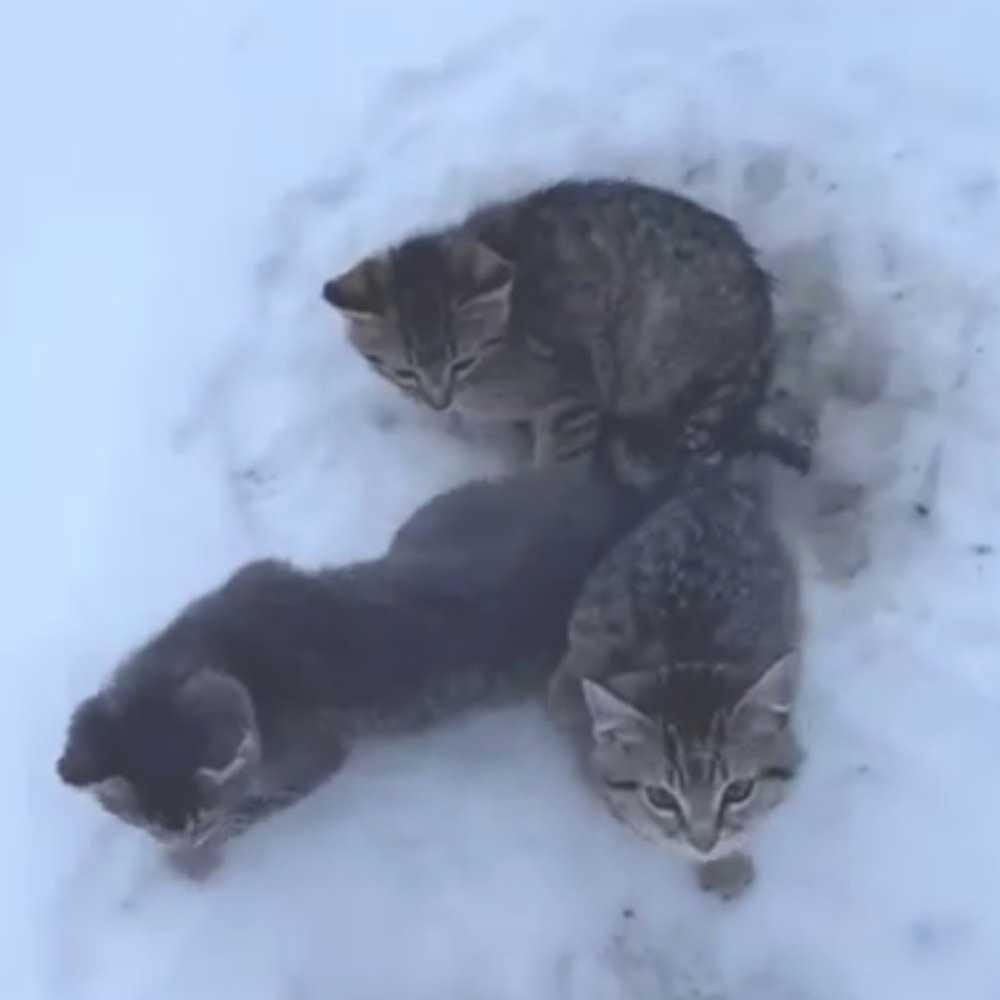 save kittens frozen ice coffee