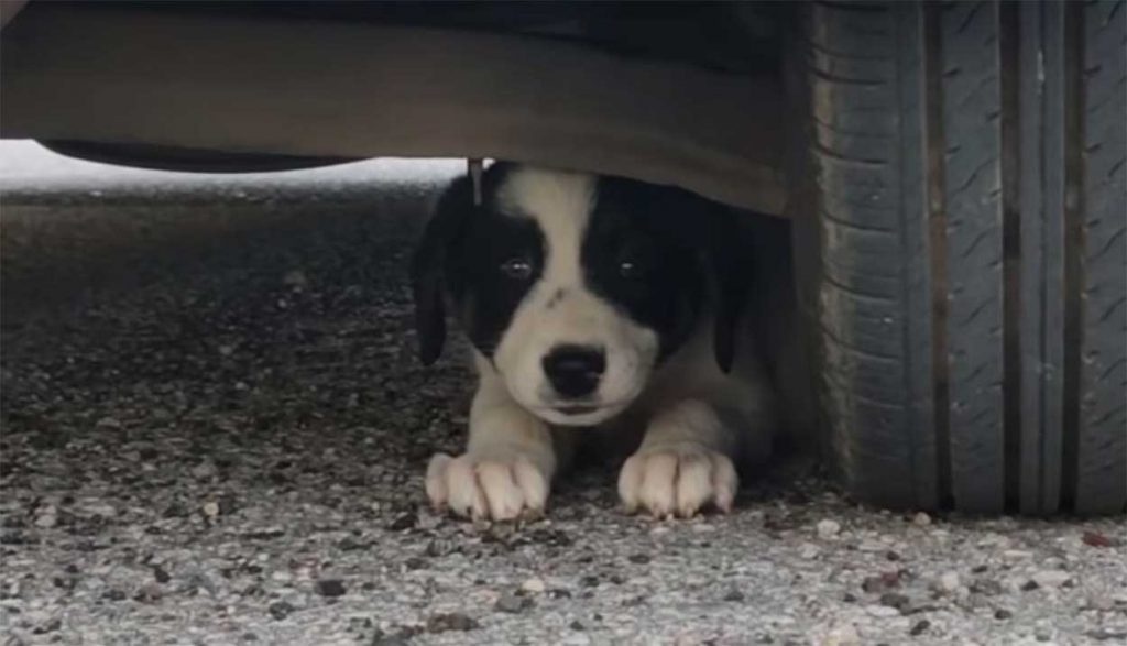 stray puppy runs after car rescued