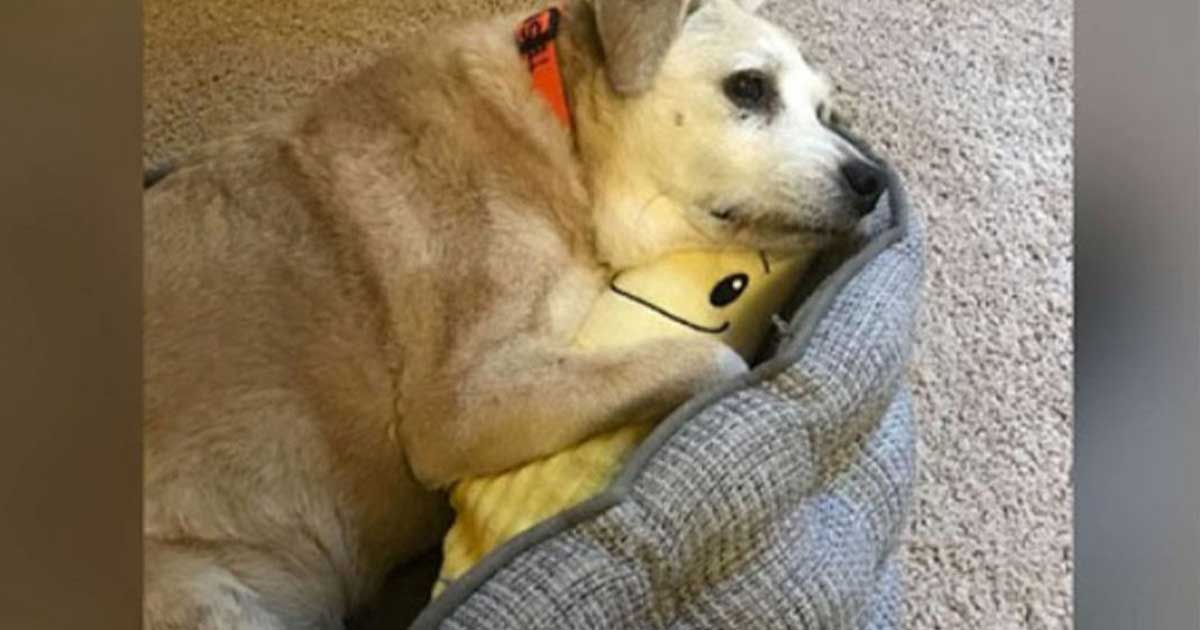 20 year old dog cuddles stuffed banana