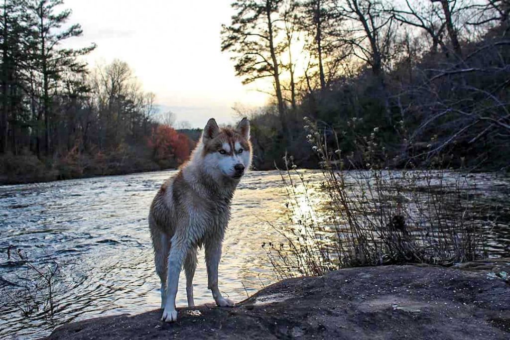 Banner husky by the lake