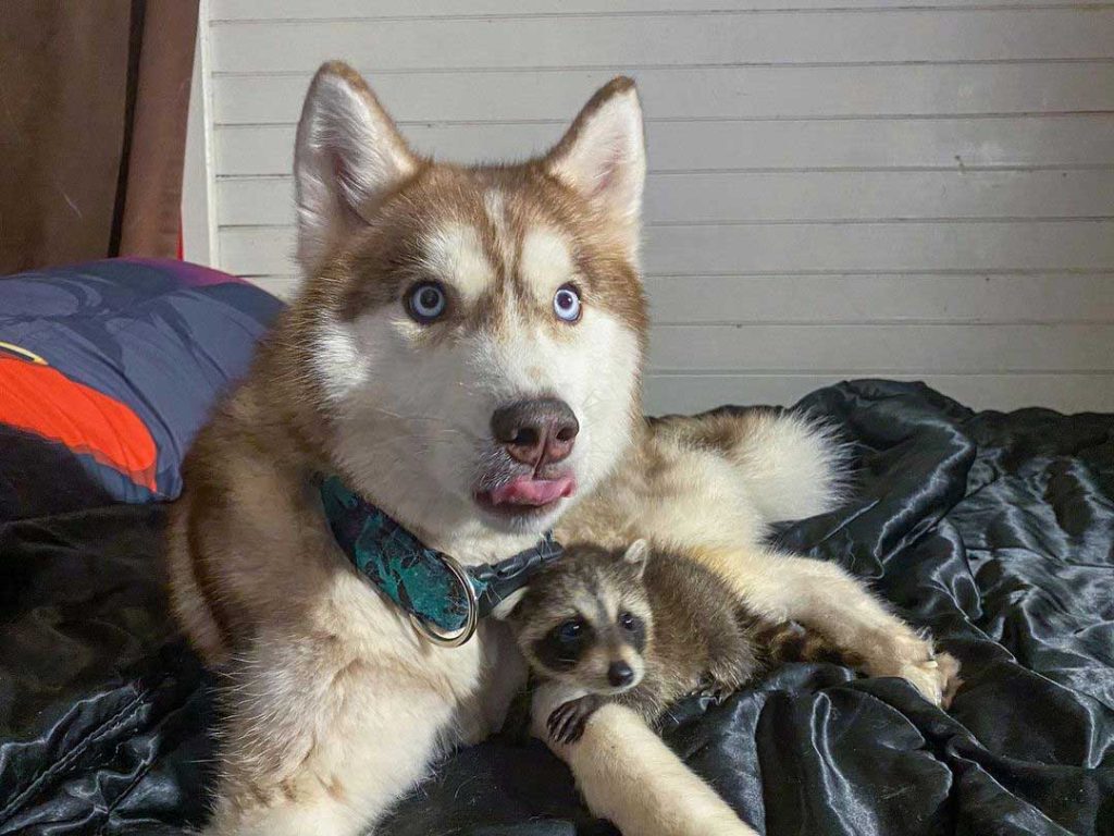 Brave husky and friend