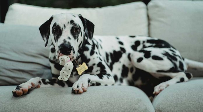 Dalmatian Spots When to Appear