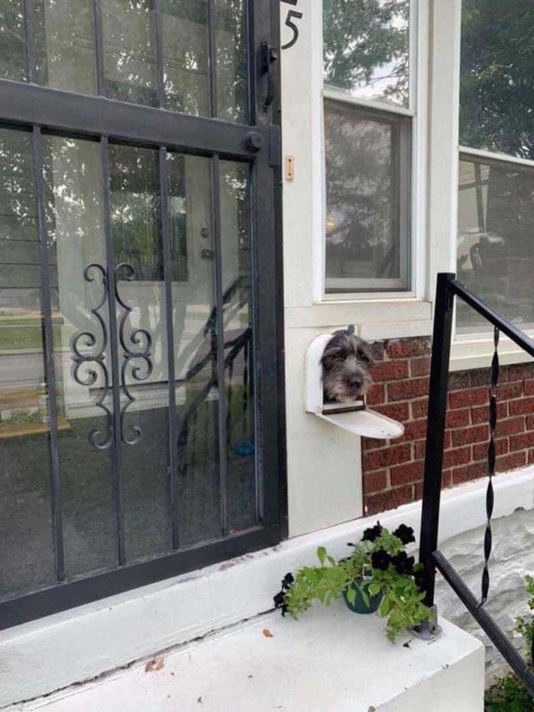 Dog-in-mailbox