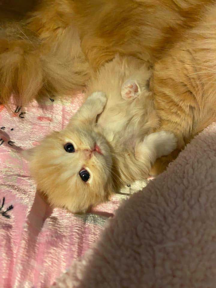Kitten-baby-restless