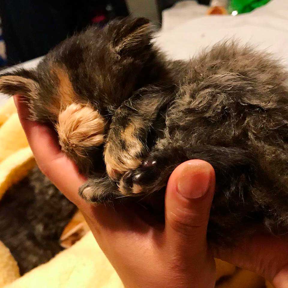 Kitten found in the field
