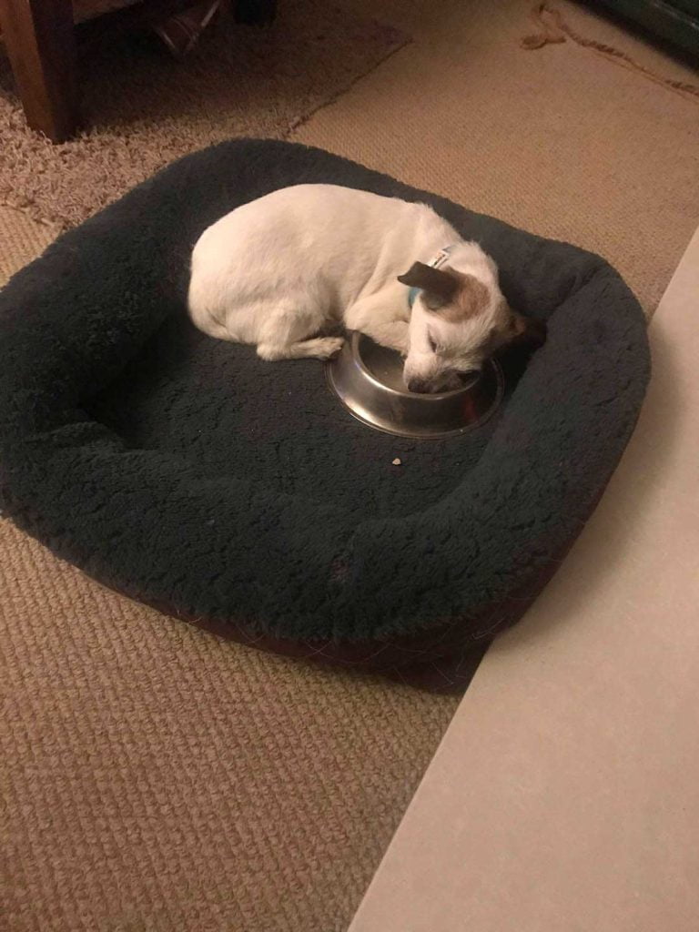 Neville sleeps with bowl