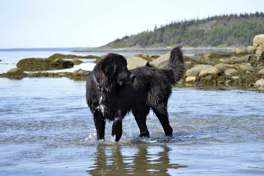 Newfoundland rescue dog