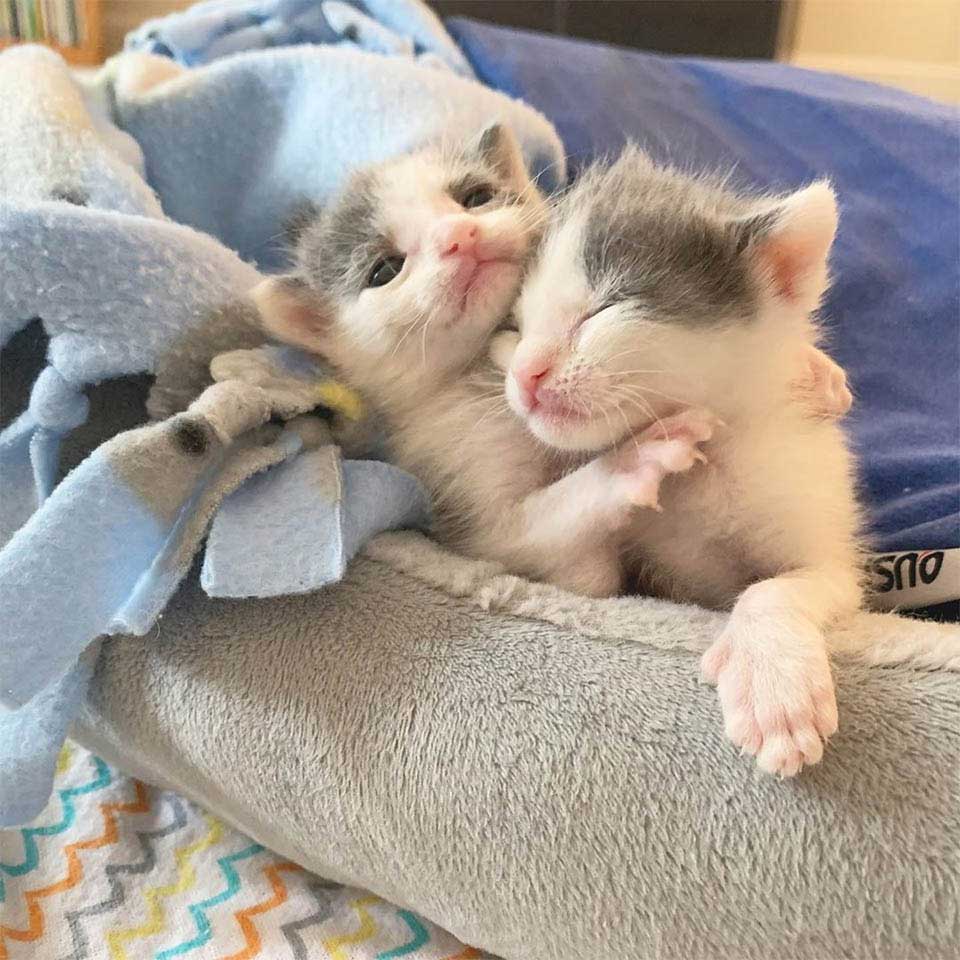Pair of twin kittens
