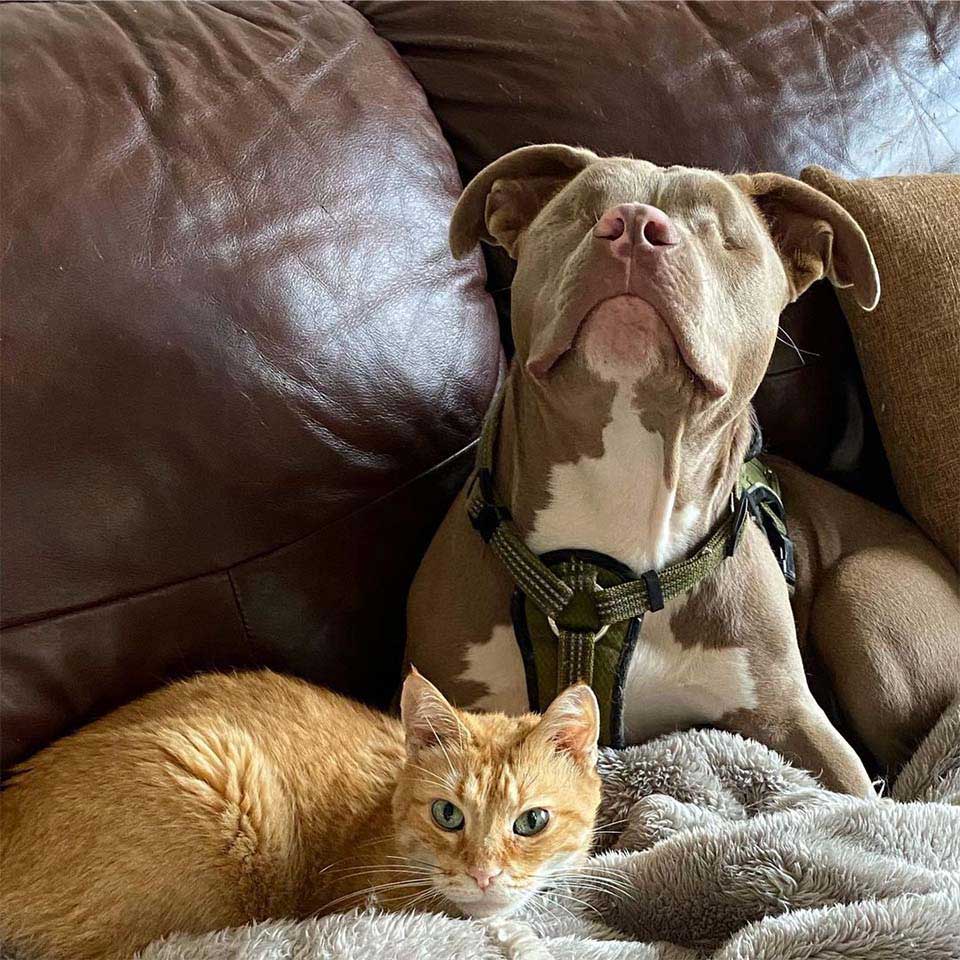 Pitbull puppy without eyes helps cat broken heart